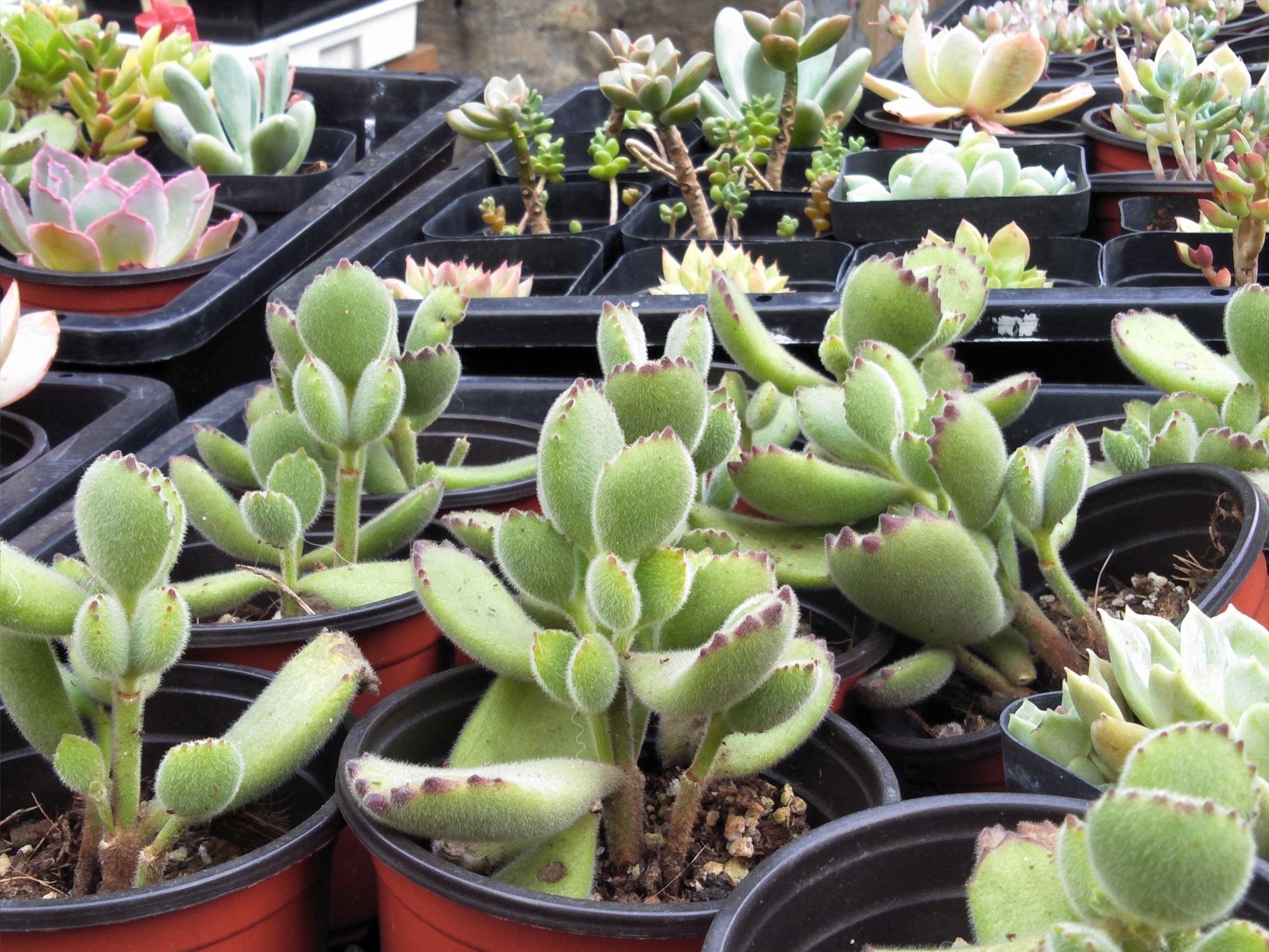 A77综合评测:美貌与性能完美结合的均衡之作