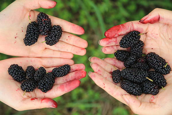 吃桑葚为什么嘴巴会紫,为什么吃桑葚手指会变黑