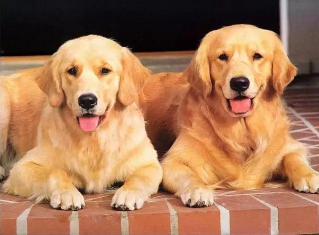 各种狗及身价，终于收全了