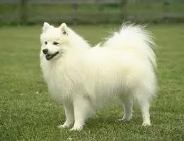 各种狗及身价，终于收全了