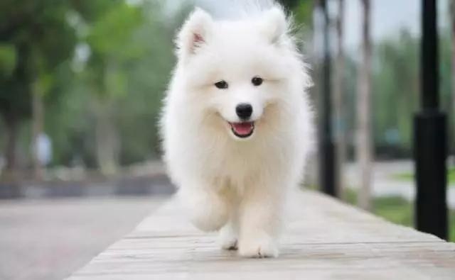 各种狗及身价，终于收全了