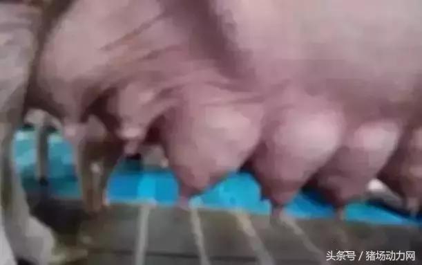 母猪最后一对乳房肿大,母猪产后乳房发炎怎么办