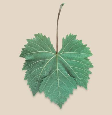 帕洛米诺阿根廷,帕洛米诺盎格鲁