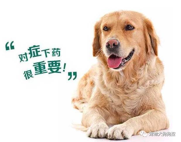 狗狗驱虫前洗澡还是驱虫后洗澡,狗狗体外驱虫什么时候再驱虫