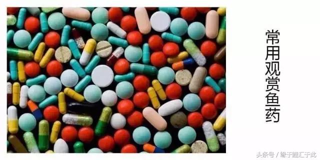 鱼药的使用规范,鱼药十大禁忌