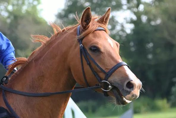 初学骑马的技巧视频,新手骑马的基本要领有哪些呢