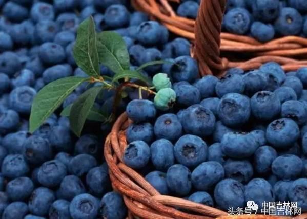 到吉林玩买啥、吃啥?再也不用刘烨代购吉林土特产了!