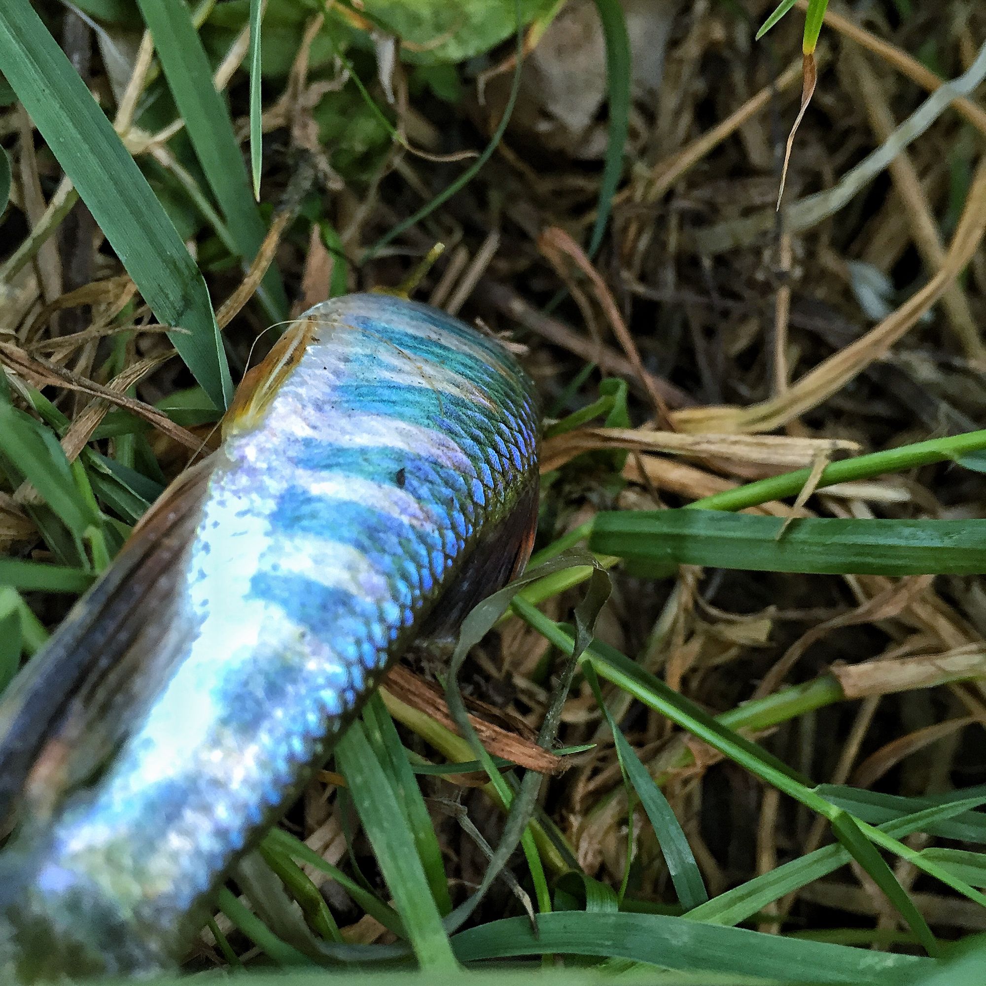 路亚白条用飞蝇钩好还是亮片好,路亚白条用飞蝇好还是用毒蚊好