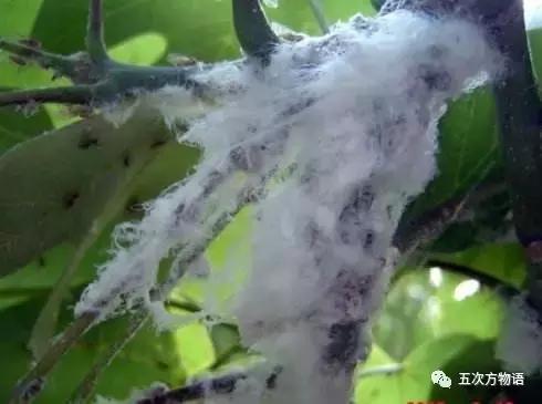 真正的梧桐树有梧桐果吗,真正的梧桐长什么样