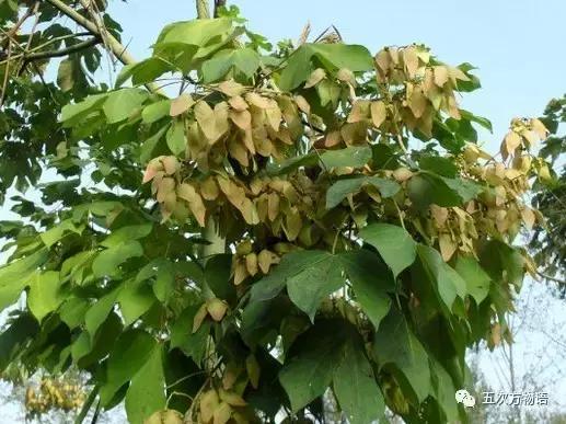 真正的梧桐树有梧桐果吗,真正的梧桐长什么样