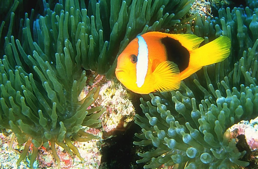 小丑鱼饲养注意事项,小丑鱼的饲养