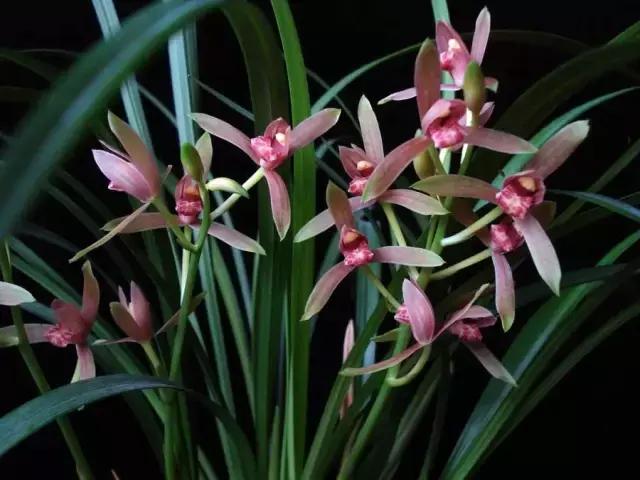 四季兰用什么盆栽最好看,四季兰花期养护