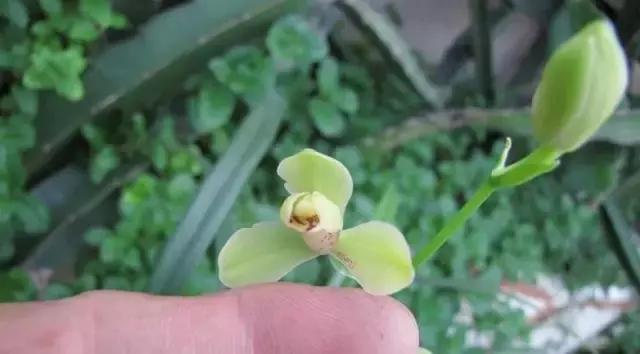 四季兰用什么盆栽最好看,四季兰花期养护