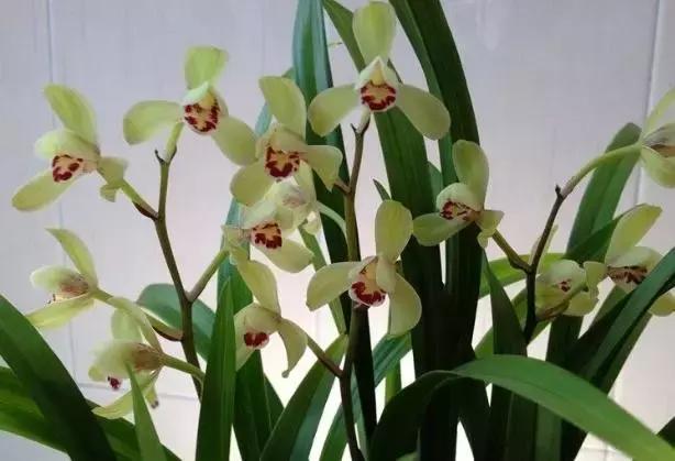 四季兰用什么盆栽最好看,四季兰花期养护