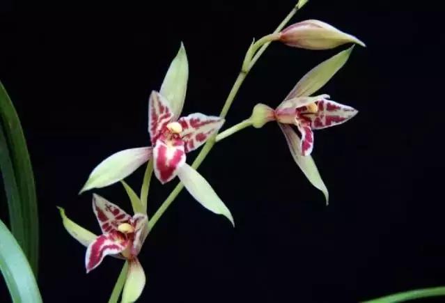 四季兰用什么盆栽最好看,四季兰花期养护