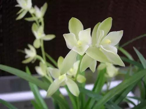 四季兰用什么盆栽最好看,四季兰花期养护