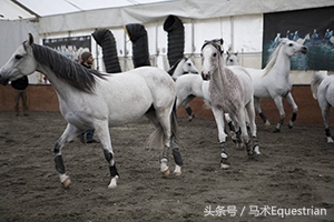 训练马的最佳时间,训练马的耐力技巧