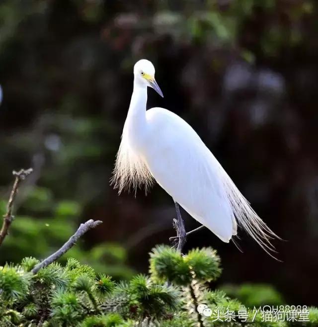 动物百科视频大全40分钟,动物百科第一期鸟类