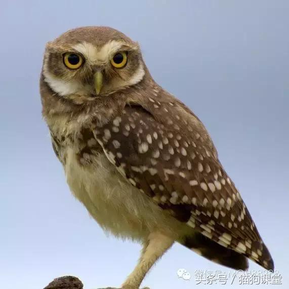 动物百科视频大全40分钟,动物百科第一期鸟类