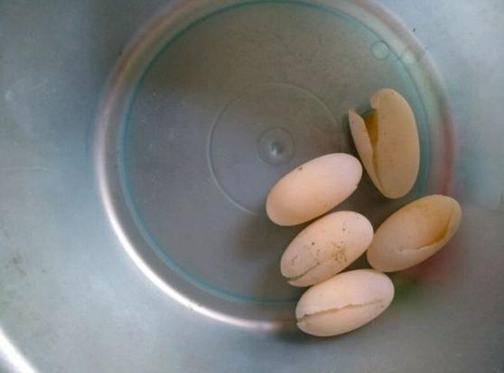 发现养的龟下的蛋全碎了,算了还是中午加个菜吧