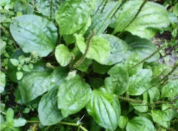 身边常见草药图片及价格,身边最常见的中草药图片大全