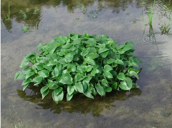 身边常见草药图片及价格,身边最常见的中草药图片大全