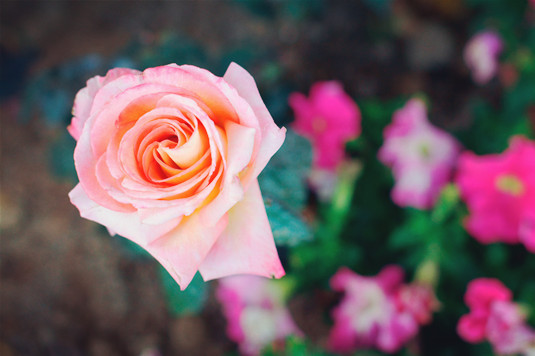 教你一招快速买入股票,炒股绝密买股技巧