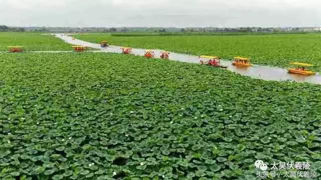 淮阳龙湖风景区荷花几月盛开,龙湖赏荷旅游月启幕