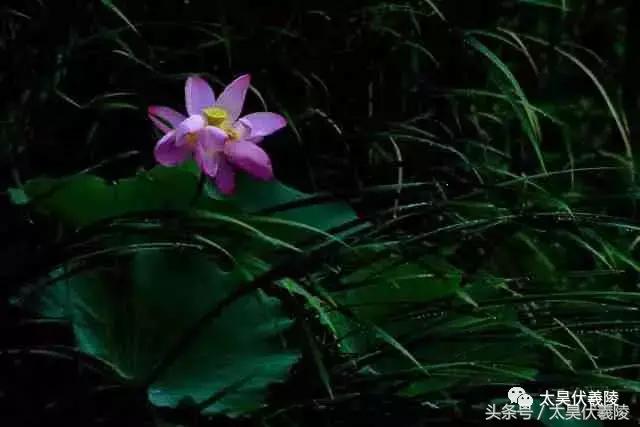 淮阳龙湖风景区荷花几月盛开,龙湖赏荷旅游月启幕