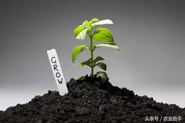 枯草芽孢杆菌能浇花吗,枯草芽孢杆菌生产方法