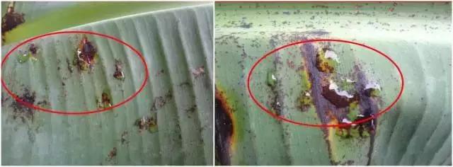 香蕉防黑星病和叶斑病最佳配方,香蕉黑星病爆发怎么办