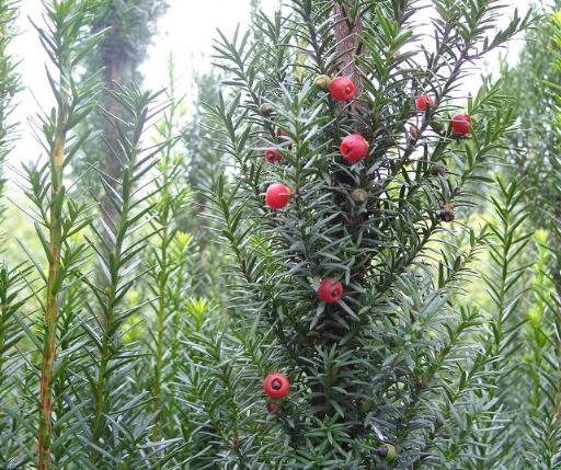 红豆杉现在大量种植有销路吗视频,红豆杉种植前景怎么样