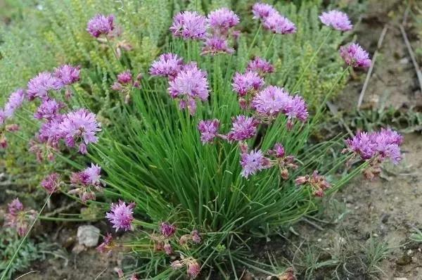 “麻麻，那是什么花？”“麻麻花呀！”