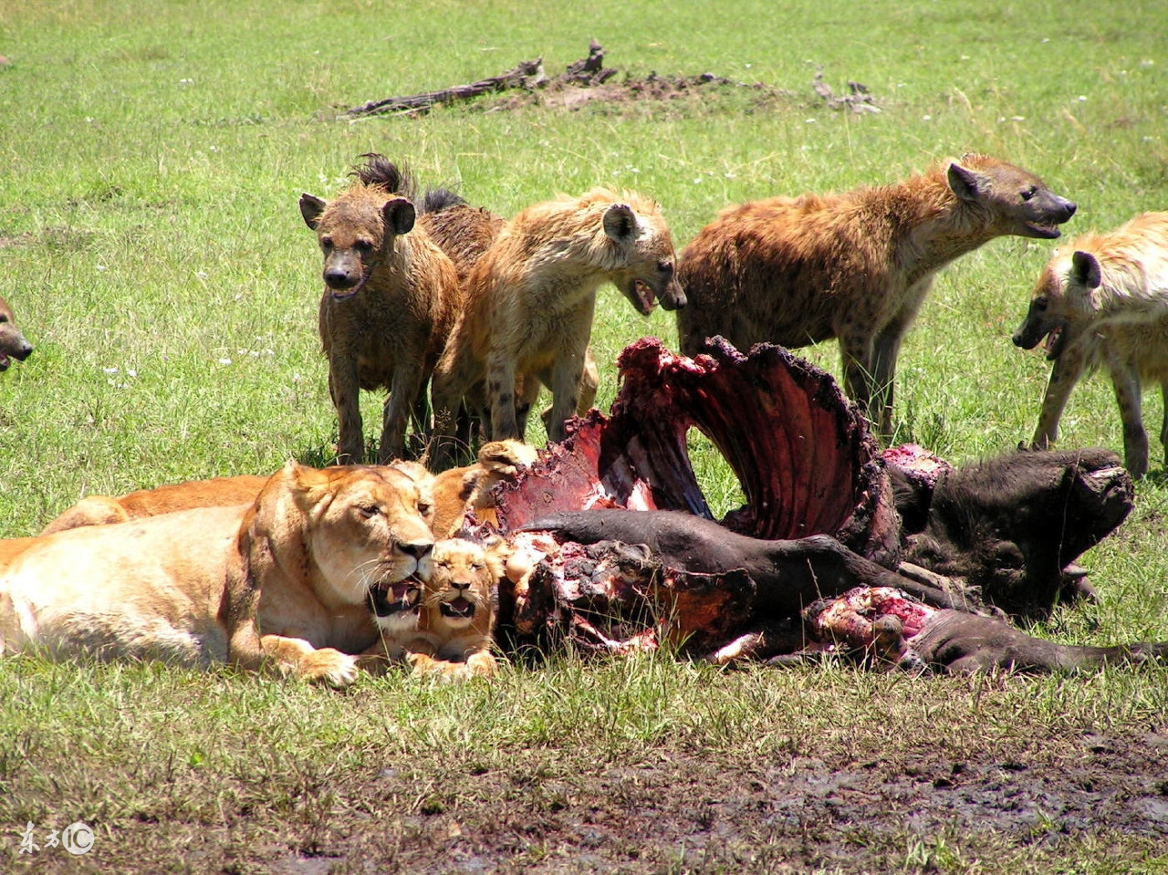 野狗和鬣狗到底谁更强,鬣狗与野狗哪个更凶残