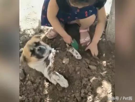 小女孩用泥土玩“埋狗”游戏,狗狗一脸生无可恋的任埋