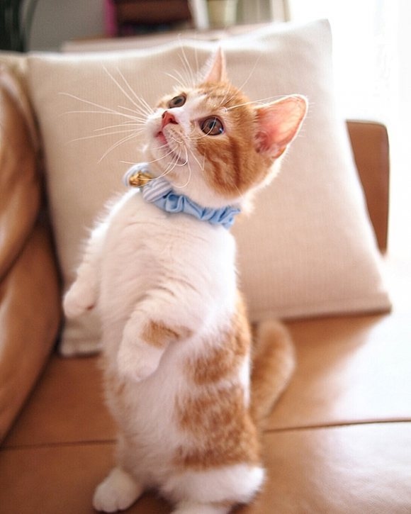 不要说我孤独，我还有猫