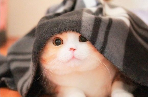 不要说我孤独，我还有猫