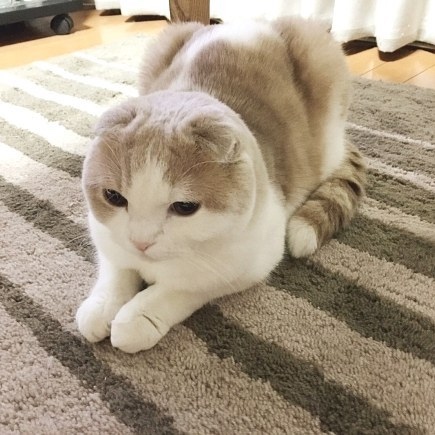 不要说我孤独，我还有猫