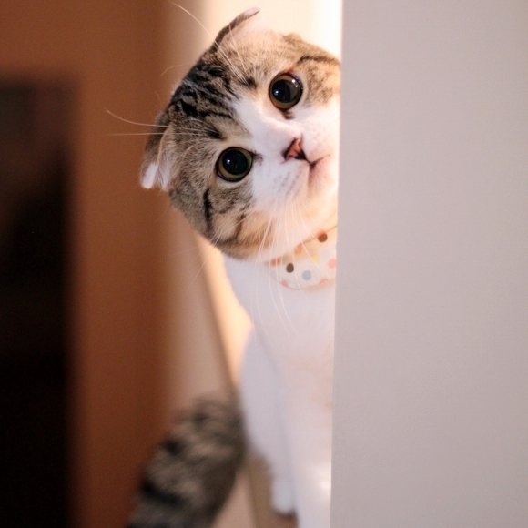 不要说我孤独，我还有猫