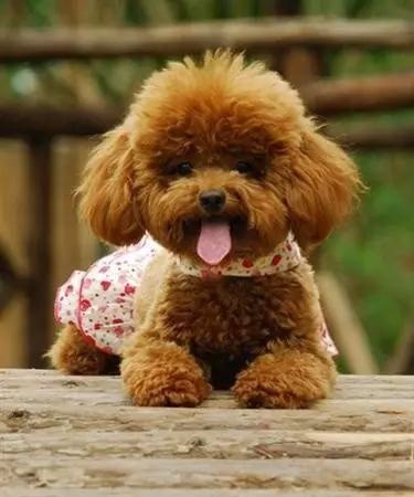 各种狗及身价，终于收全了