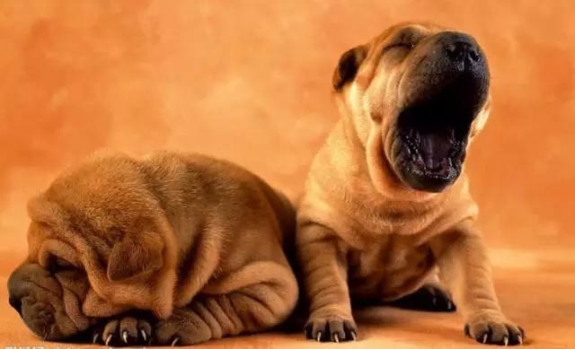 各种狗及身价，终于收全了