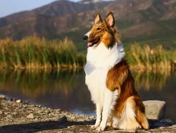 各种狗及身价，终于收全了