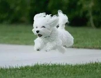 各种狗及身价，终于收全了