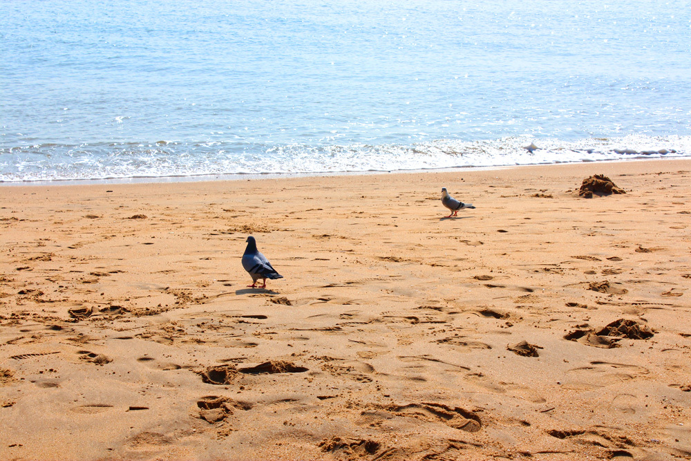 厦门过年免费景点,厦门北站附近景点