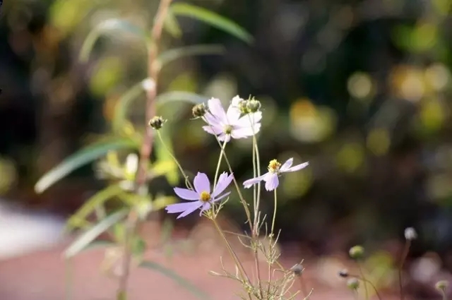 长篇小说:深圳,爱恨都已倾城(9)