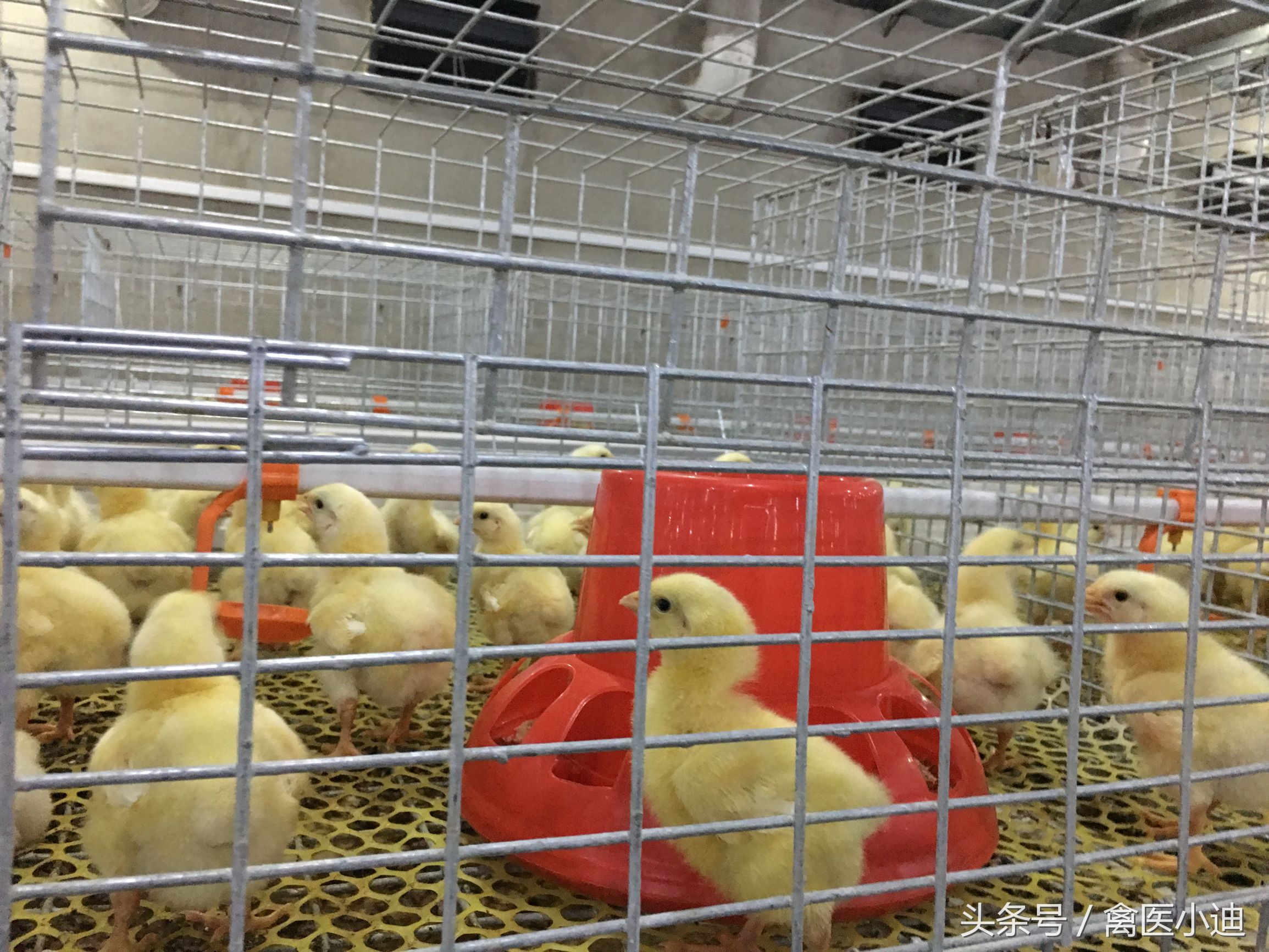 怎么样从鸡冠颜色判断鸡健康状况,看鸡冠怎么看出公鸡或母鸡