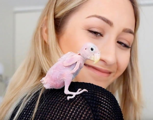 9个奇怪的无毛动物