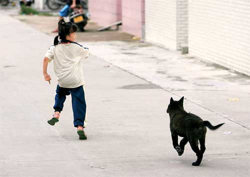 小区养狗扰民亟待解决看网友、律师如何支招？