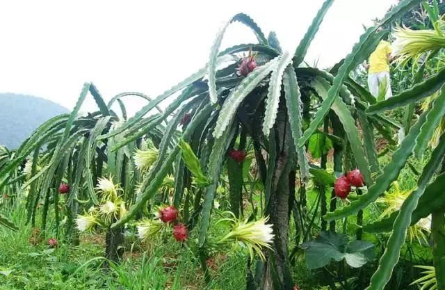 贵阳这个季节水果采摘线路，错过又要等一年