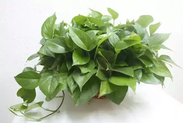 水养绿萝怎么用啤酒养,绿萝水养能用生根粉吗